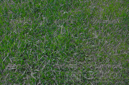 10 great grass Textures with high resolution