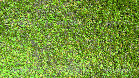 10 great grass Textures with high resolution